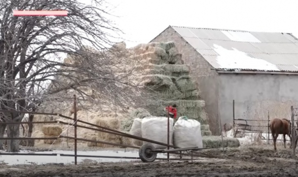 «Կռուգովոյ թուրք են, վախ ա հիմի». Գեղարքունիքի գոմերում սով է